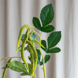 Amaranthus 2 Zweige Laub - Dunkelgrün
