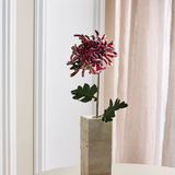 Chrysantheme - Bordeaux