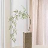 Asparagus Fern