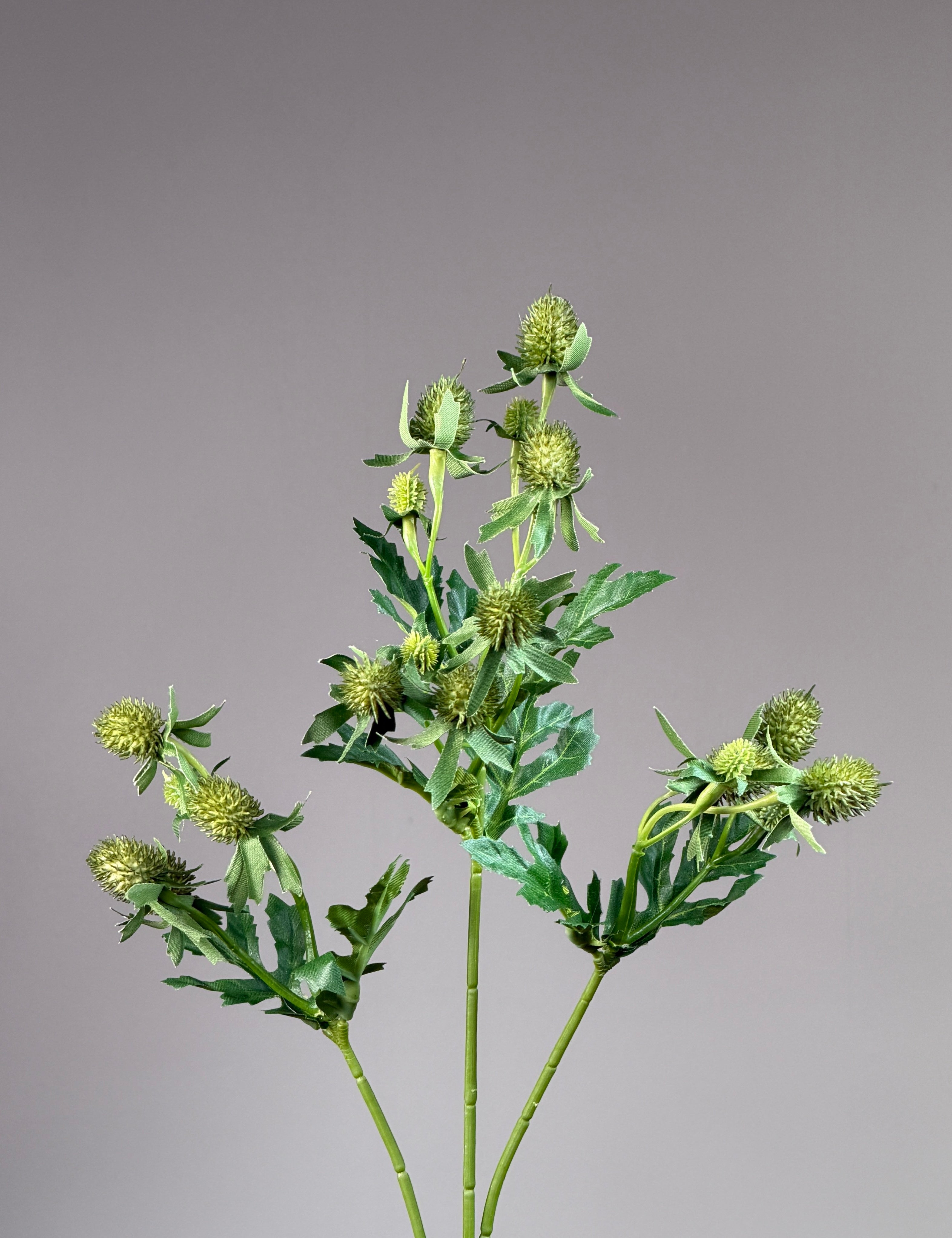 Distel Stiel - Grün