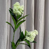 Skimmia Berry Branch - White