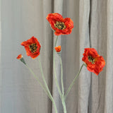 Opium Poppy - Orange