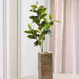 Grüne "Tea Olive“-Blätter