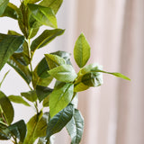 Grüne "Tea Olive“-Blätter