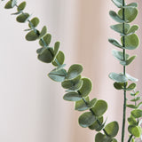 Eukalyptusblätter "Silver Dollar“