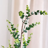 Eukalyptuszweig „Money“