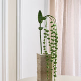 Amaranthus "Liebesträne" Blume