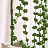 Amaranthus "Liebesträne" Blume