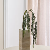 Amaranthus Sukkulente - Grün