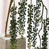 Amaranthus Sukkulente - Grün