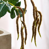 Amaranthus 2 Zweige Laub - Kaffee