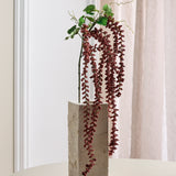 Amaranthus Caudatus Blume - Bordeaux