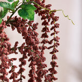 Amaranthus Caudatus Blume - Bordeaux
