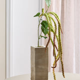 Amaranthus Laubblume - Grün