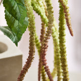 Amaranthus Laubblume - Grün