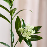 Skimmia-Beerenzweig - Weiß