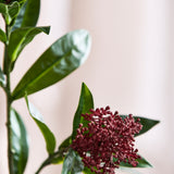 Skimmia-Beerenzweig, Bordeaux 
