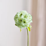 Scabiosa Blume - Grün
