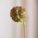 Scabiosa-Blume, Braun