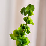 Glocken von Irland Blume