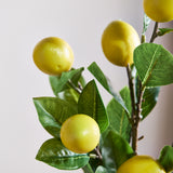 Zitronenzweig mit Früchten