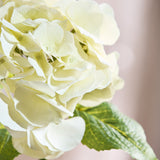 Hortensienblüte - Beige