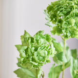 3 Köpfe Hortensie Schneeball - Grün