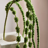 Amaranthblüte, 6 Zweige - Dunkelgrün