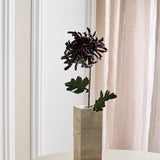 Chrysantheme - Bordeaux