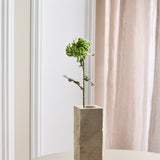 Chrysantheme Dahlia Blume - Grün