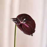 Anthurie Bordeaux