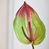 Große Flamingo-Anthurium - Grün
