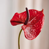 Luxuriöses Anthurium „Real Touch“ – Rot