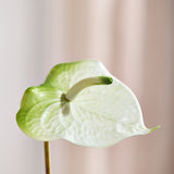 Luxuriöses Anthurium „Real Touch“ – Weiß/Grün