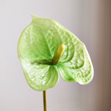 Luxuriöses Anthurium „Real Touch“ – Grün