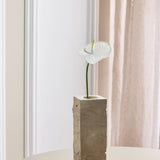 Anthurie - Strahlend Weiß