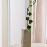 Chinesischer Lampionzweig – Physalis