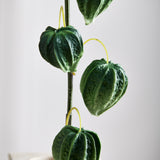 Chinesischer Lampionzweig – Physalis