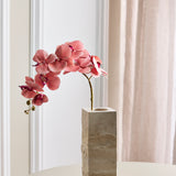 Schmetterlingsorchidee - Herbstrosa