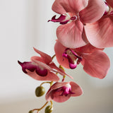 Schmetterlingsorchidee - Herbstrosa