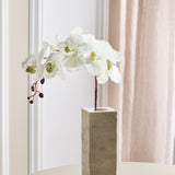 Schmetterlingsorchidee - Weiß