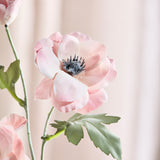Anemonenblüte - Rosa