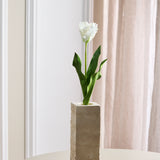 Monet Papageien-Tulpe – Weiß