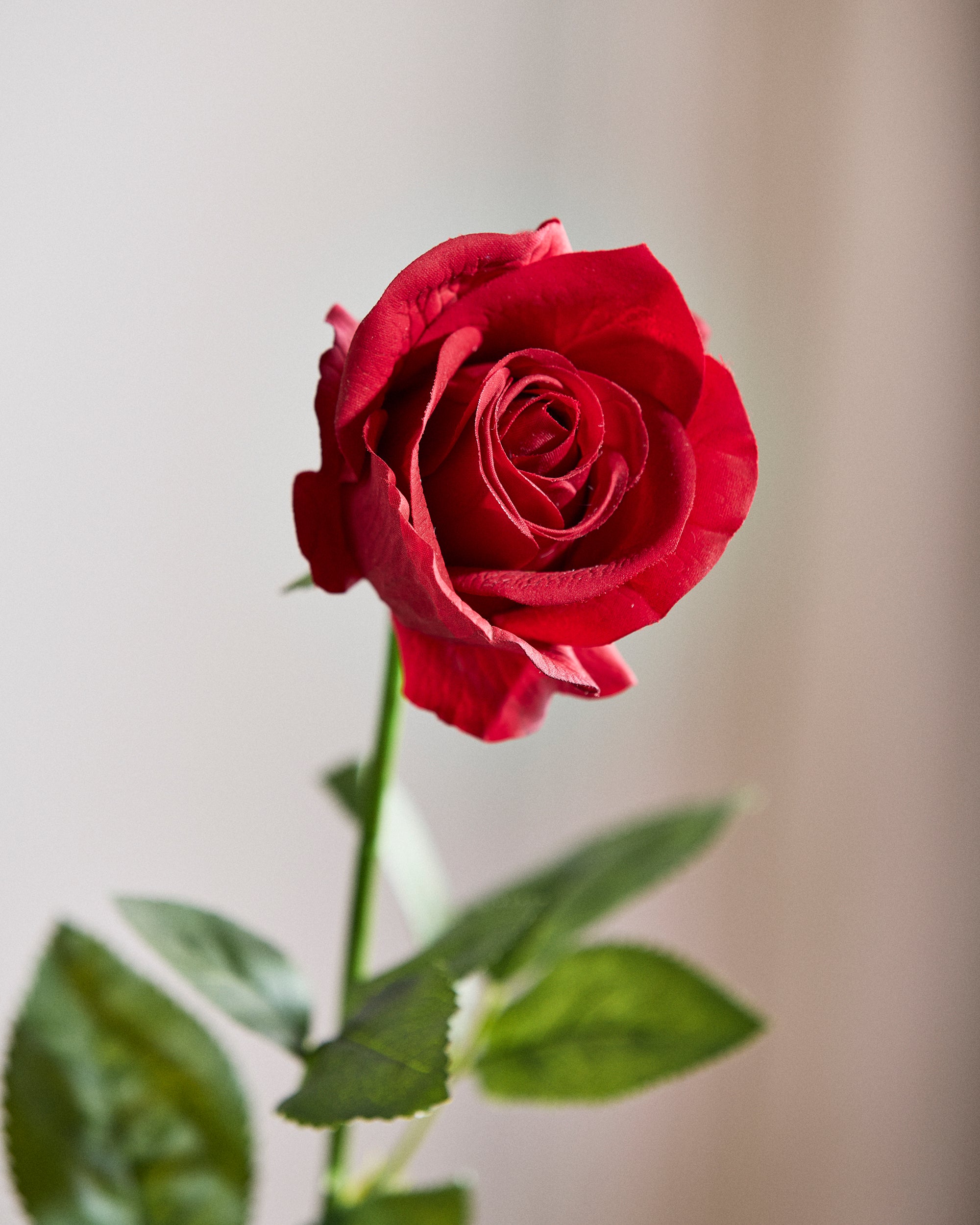Langstielige Rose