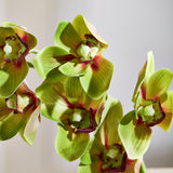 Cymbidium - Grün