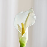 Calla-Lilienblüte - Weiß