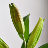 Lilienblütenknospe