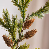 Grüne, zweifach gegabelte Zedernkiefer mit Früchten