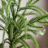 Grüner kleiner einzelner Kiefernzweig