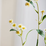 Kamillen-Margeritenblumen – Weiß